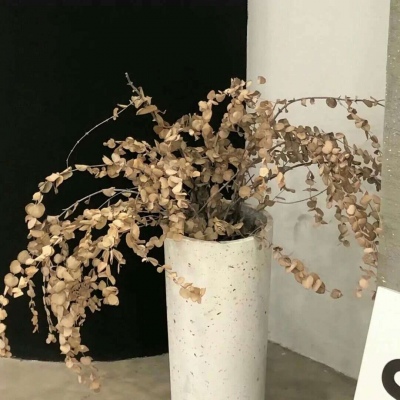 兽设梦幻风格创作兽圈社群